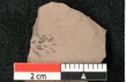 Foto (Detailansicht) von Dacrydium cupressinoides Ettingshausen (NHMW-GEO-2024-0188-10352)